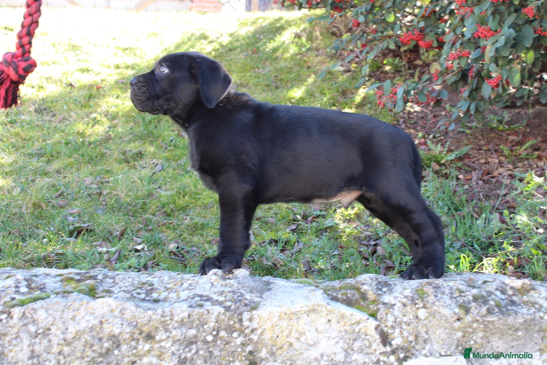 Cane Corso perros en venta: Cachorros Cane Corso disponibles en Segovia  - Imagen 7