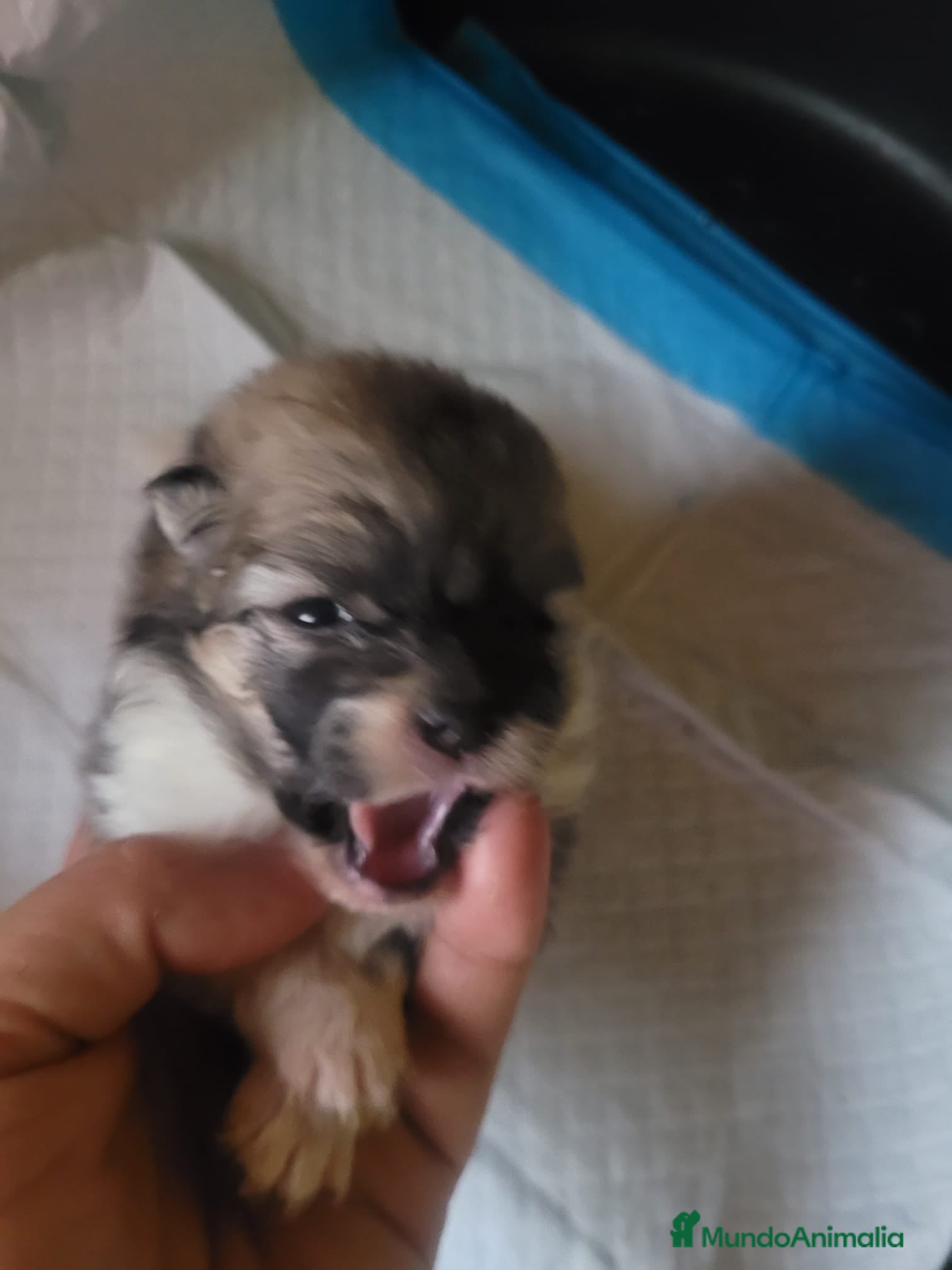 Chihuahua perros Chihuahua toy de pelo largo  - Anuncio 5