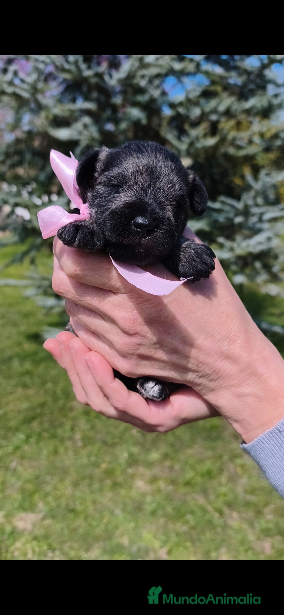 Schnauzer Miniatura perros Preciosa hembrita schnauzer miniatura 😍 - Anuncio 4