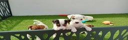Jack Russell Terrier perros en venta: Jack Russell  - Anuncio 3