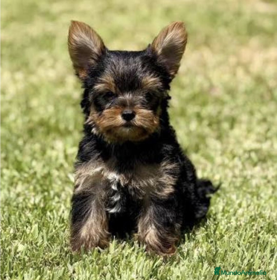 Yorkshire Terrier perros Yorkshire miniatura  - Anuncio 2