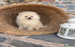 Pomerania perros en venta: Pomerania de caramelo para entregar !! - Imagen 4