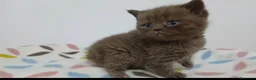 Británico de Pelo Corto gatos en venta: Macho de British chocolate en Madrid  - Anuncio 1