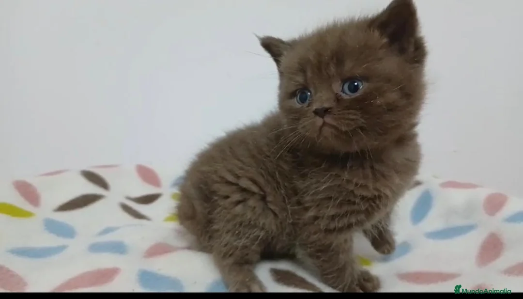 Británico de Pelo Corto gatos en venta: Macho de British chocolate en Madrid  - Anuncio 1