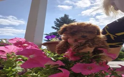 Caniche Enano perros en venta: caniche  - Imagen 1