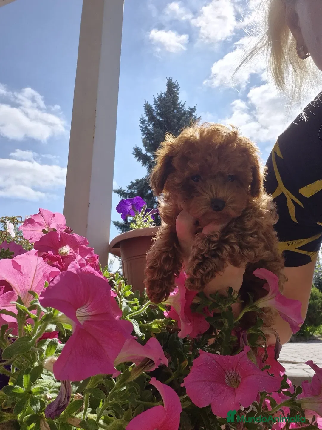Caniche Enano perros en venta: caniche  - Imagen 1