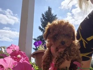 Caniche Enano perros - Anuncio 1