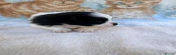 Pomerania perros en venta: Pomerania - Anuncio 15