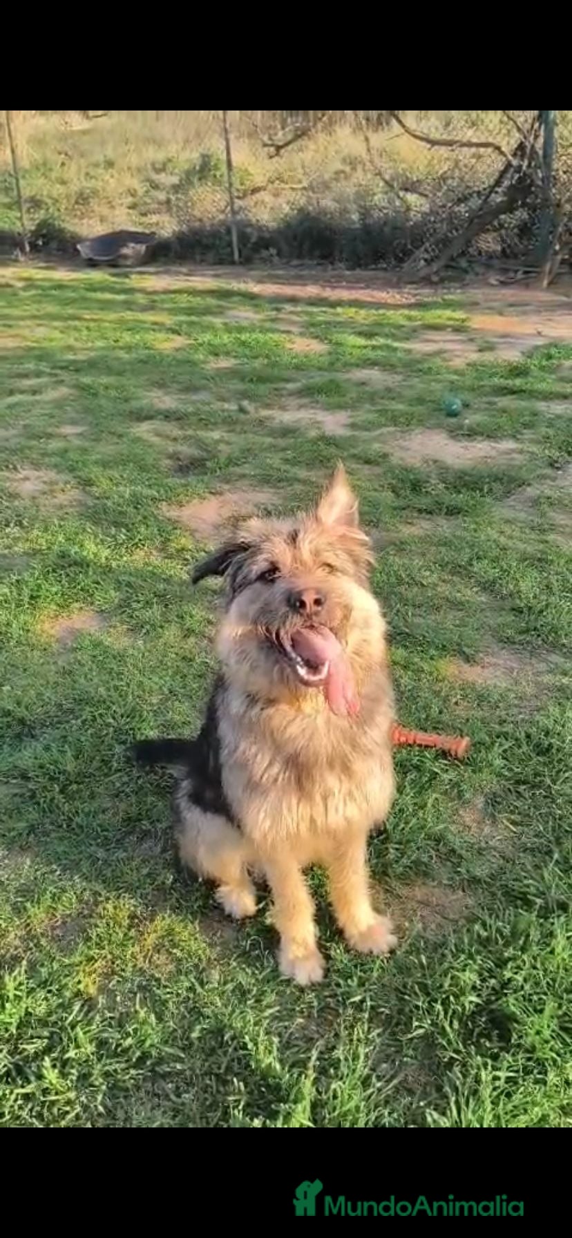 Raza Mixta perros Pastor cruzado en adopción  - Anuncio 1