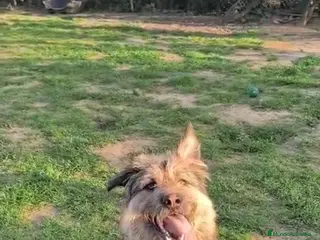 Raza Mixta perros Pastor cruzado en adopción - Anuncio 1