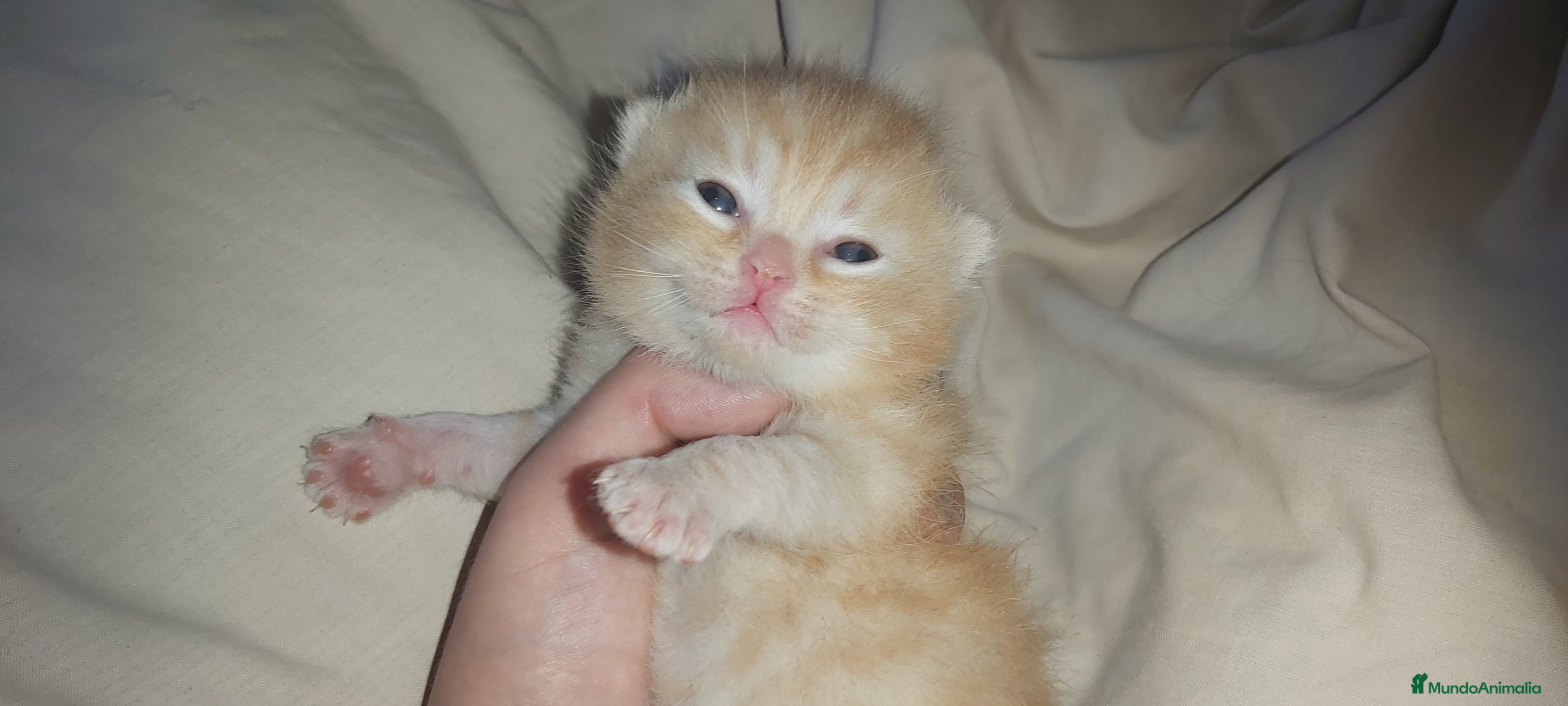 Británico de Pelo Corto gatos British shorthair gran calidad - Anuncio 1