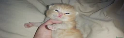 Británico de Pelo Corto gatos en venta: British shorthair gran calidad - Anuncio 1