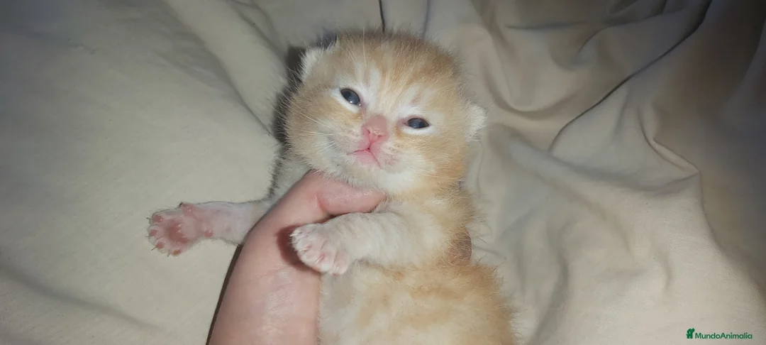 Británico de Pelo Corto gatos en venta: British shorthair gran calidad - Anuncio 1