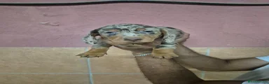 Teckel Cachorro 1