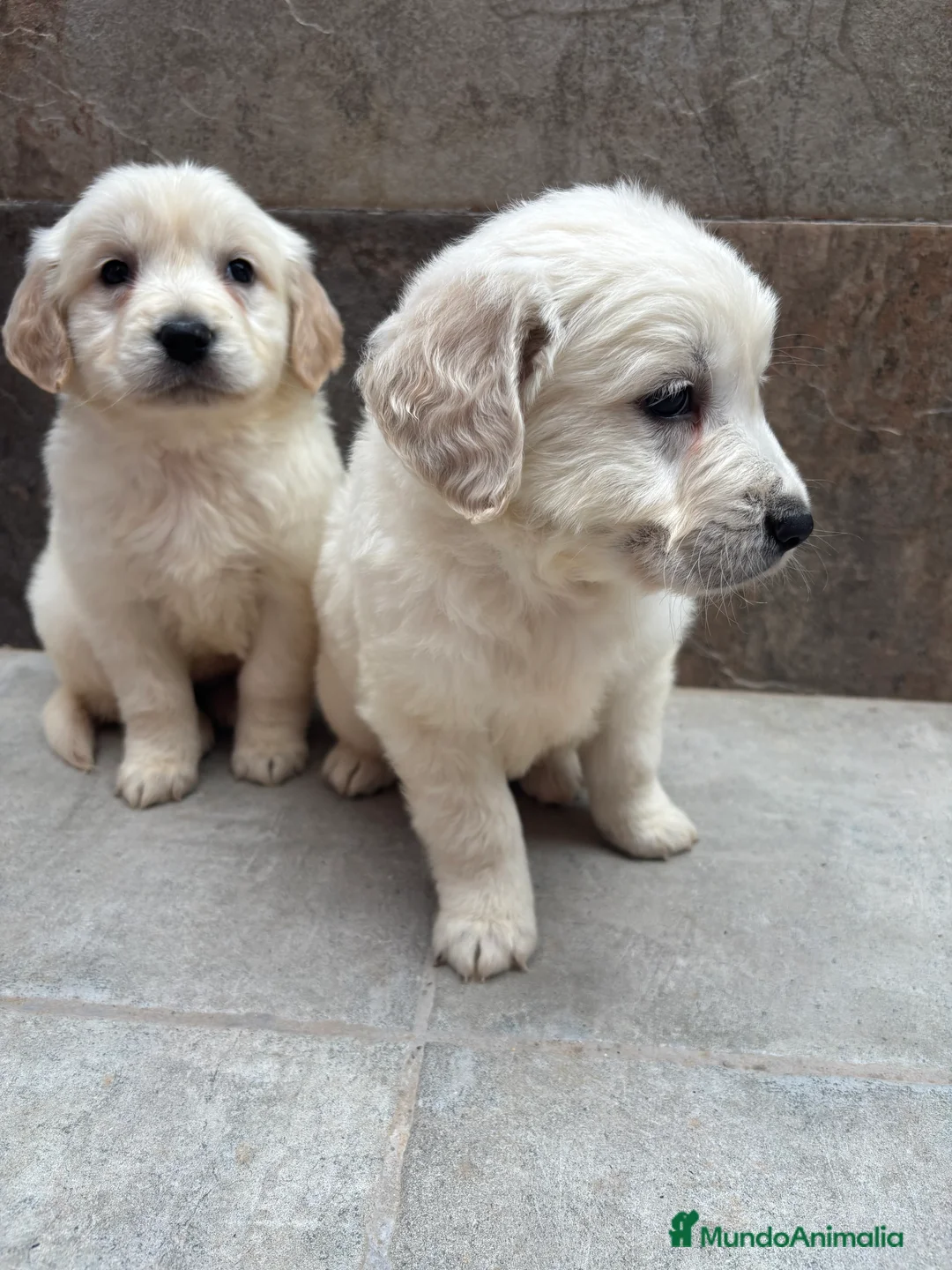 Golden Retriever perros en venta: No te quedes sin el tuyo!!’ Machos disponibles  en Sevilla - Anuncio 2