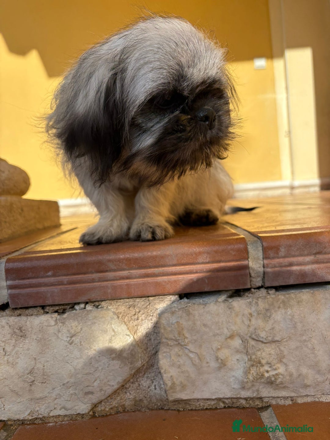 Pekinés perros en venta: Cachorro de pekinés imperial hembra  - Anuncio 15