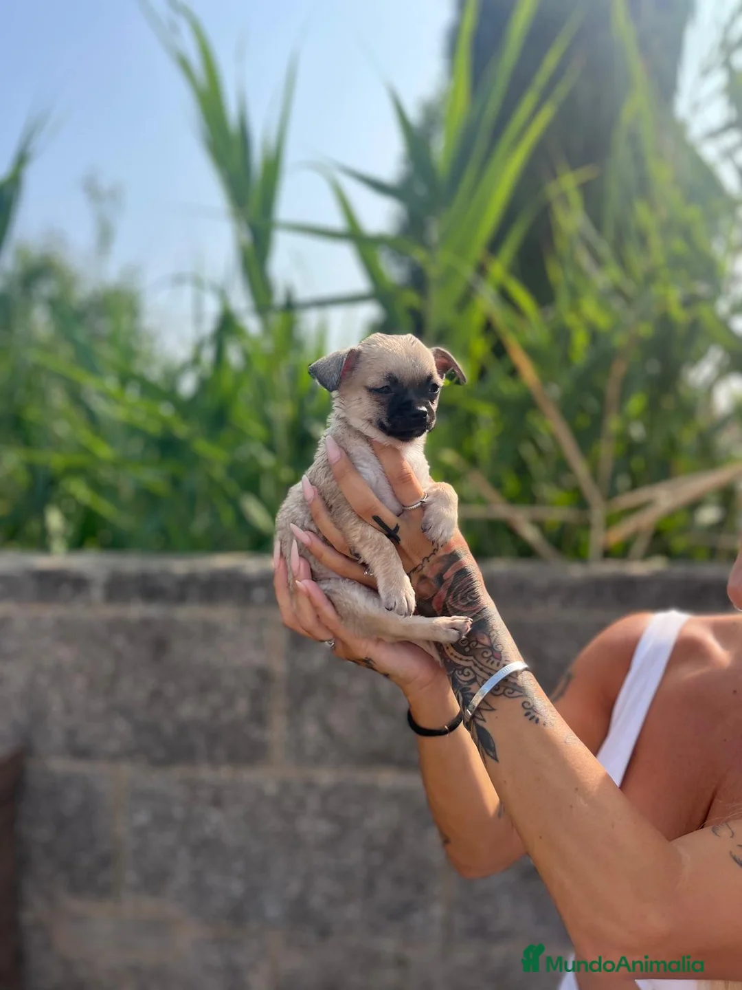Chihuahua perros en venta: Chihuahua toy - Anuncio 2