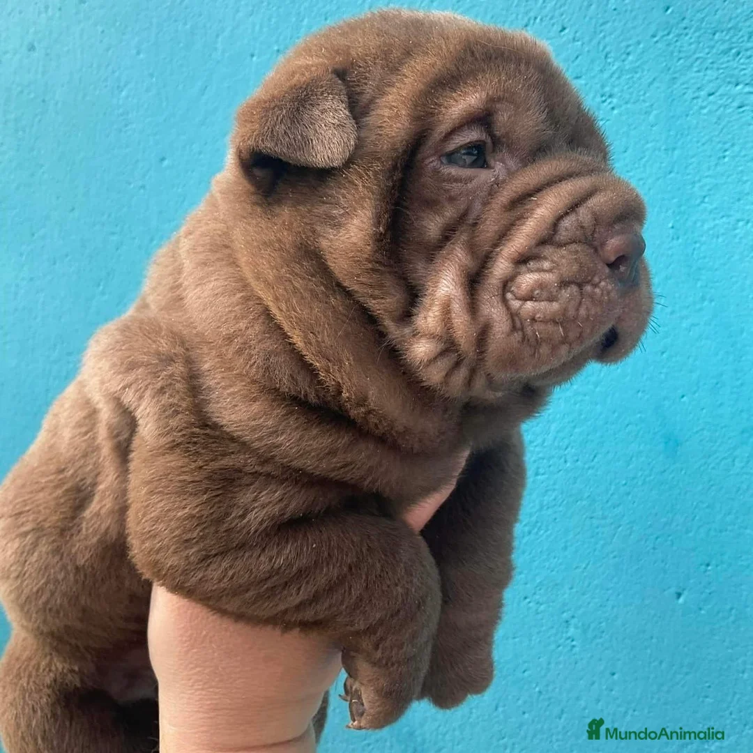Shar Pei perros en venta: Shar Pei - Anuncio 2