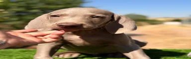 Weimaraner 3