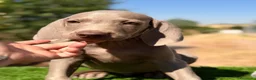 Weimaraner perros en venta: Braco de Weimar  - Anuncio 11