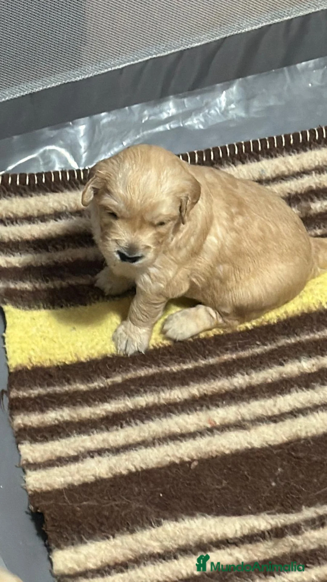 Golden Retriever perros en venta: Espectacular camada de golden retriever 🐶🐾 en Sevilla - Anuncio 2