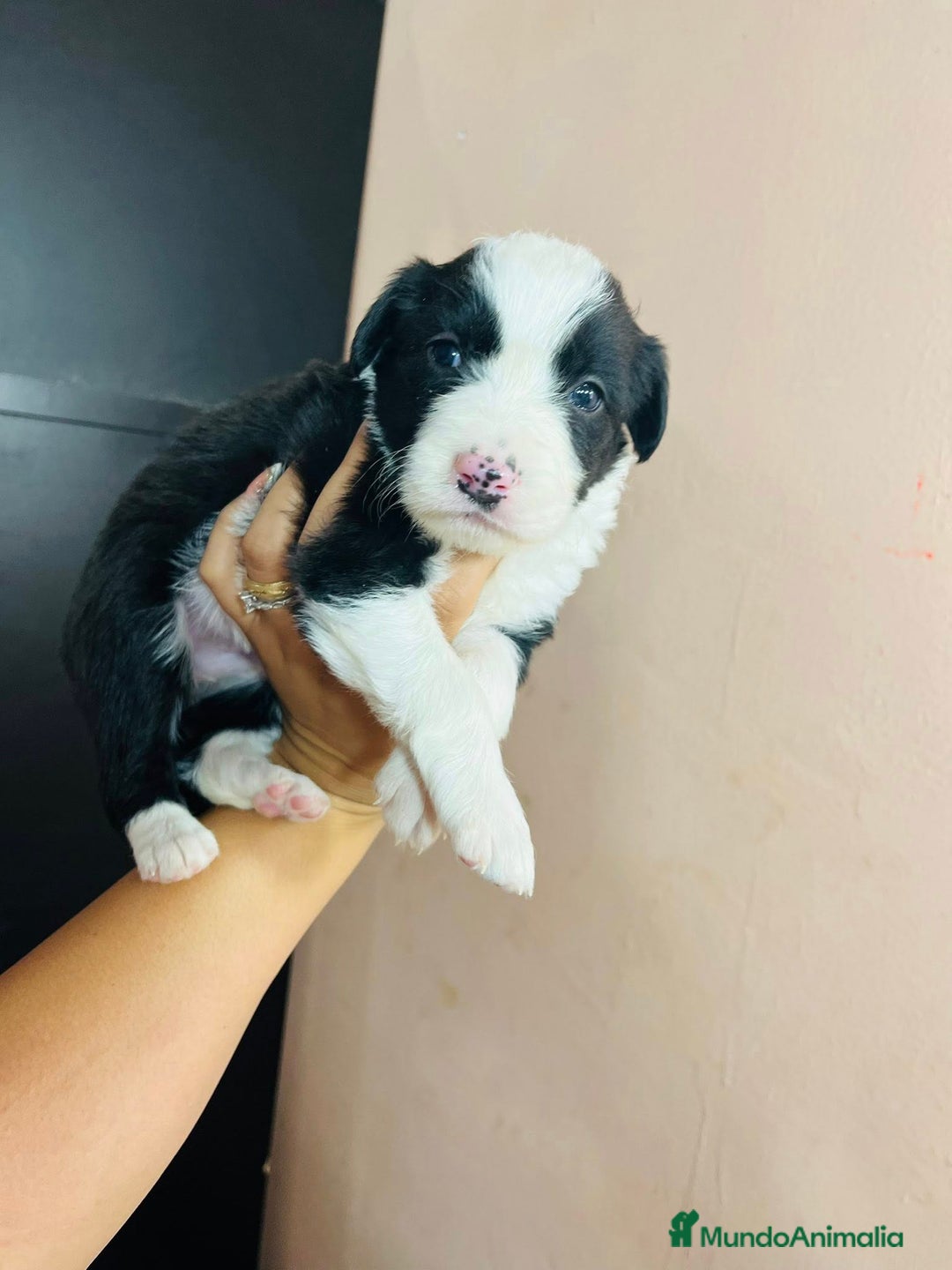 Border Collie perros en venta: perritos border collie - Anuncio 1