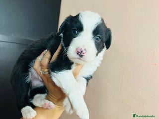 Border Collie perros perritos border collie - Anuncio 1