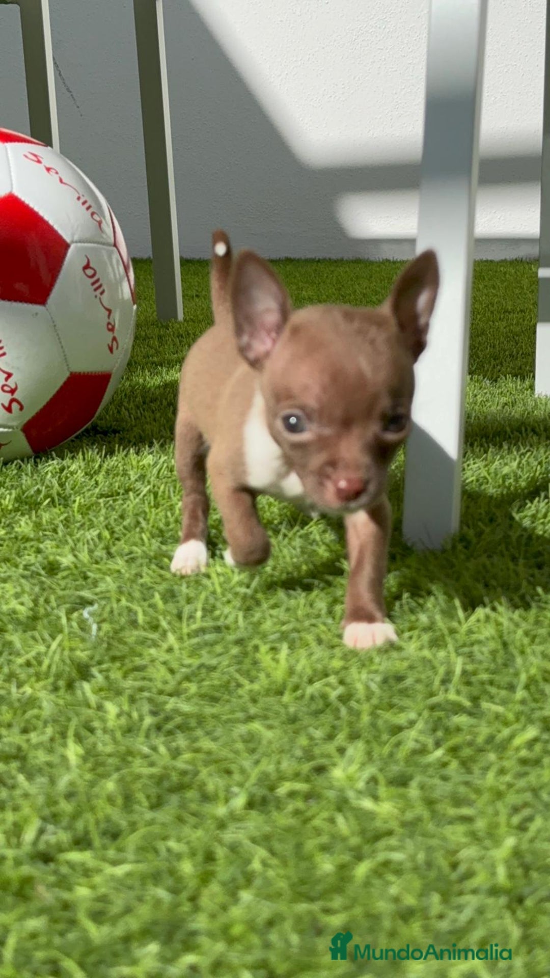 Chihuahua perros en venta: CHIHUAHUA HEMBRA - Anuncio 8