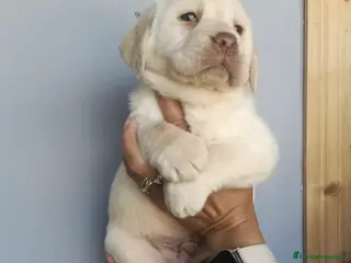 Labrador Retriever perros Labradores dorados disponibles 🔥🩷🩵 - Anuncio 1