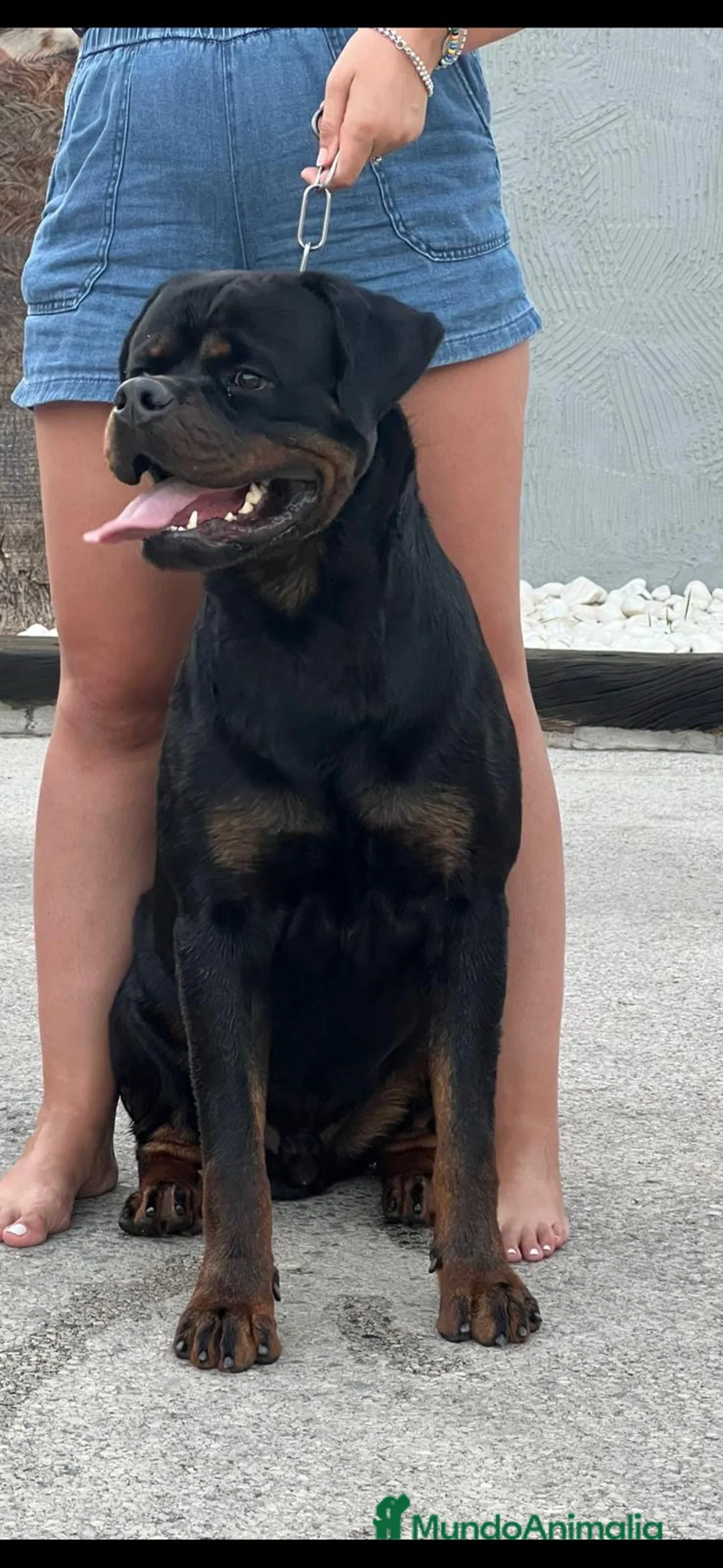 Rottweiler perros en venta: Macho de Rotweiler adulto - Anuncio 5
