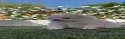Pomerania perros en venta: POMERANIA - Anuncio 6