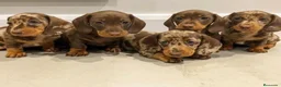 Teckel Miniatura perros en venta: Teckel chocolate sólido y arlequín 🐣🍫 - Anuncio 2