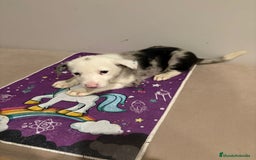 Border Collie perros en venta: Border collie  - Imagen 22