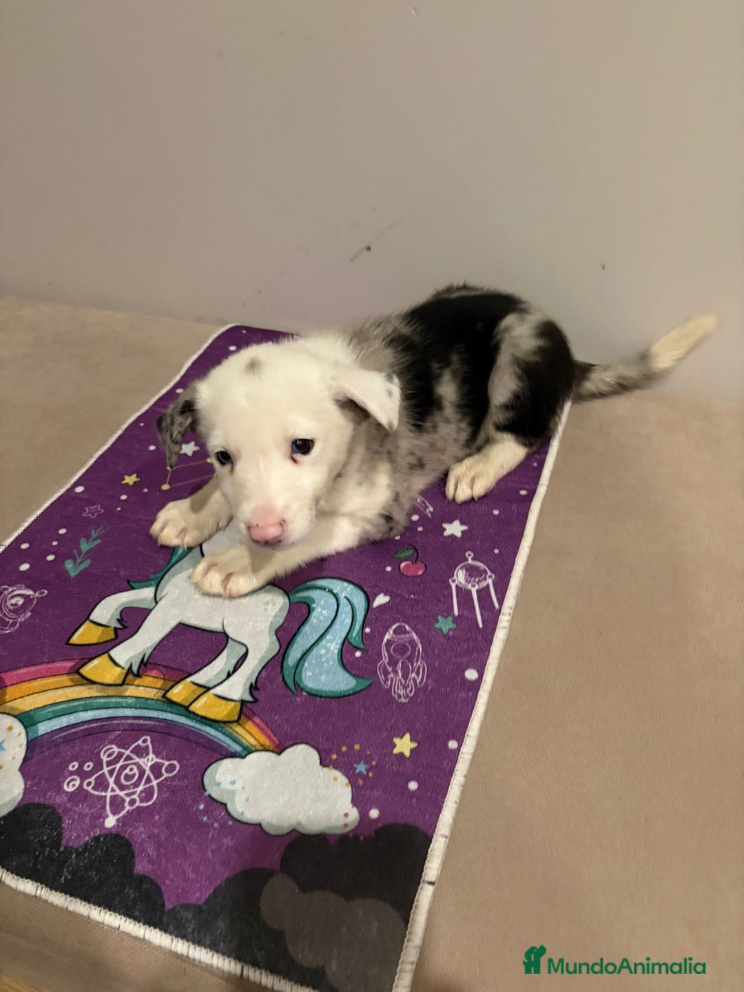 Border Collie perros en venta: Border collie  - Imagen 22