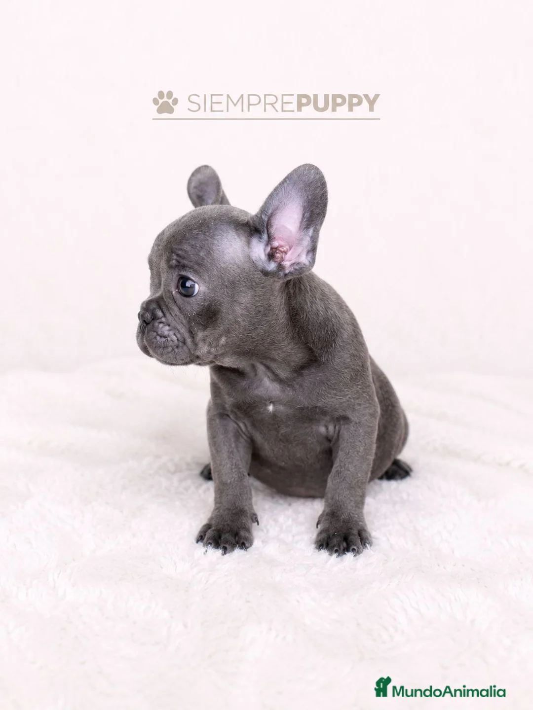 Bulldog Francés perros en venta: CACHORROS BULLDOG FRANCES BLUE - Anuncio 2