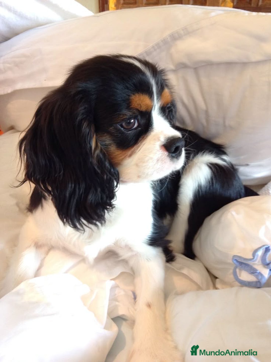 Cavalier King Charles Spaniel perros en venta: Cavalier Kong Spaniel - Imagen 4