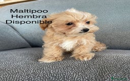 Maltipoo perros en venta: Maltipoo fotos actuales  - Imagen 2