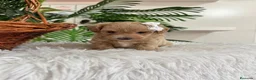 Maltipoo perros en venta: MALTIPOO  - Anuncio 8