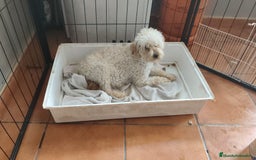 Caniche Enano perros en venta: preciosos caniches  en Segovia - Imagen 2