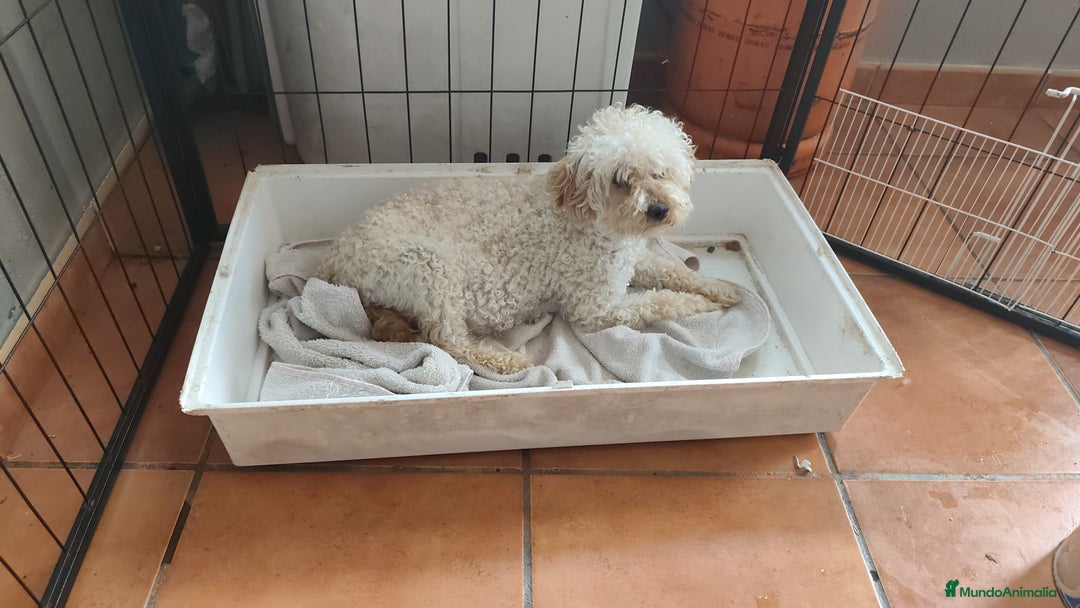 Caniche Enano perros en venta: preciosos caniches  en Segovia - Imagen 2