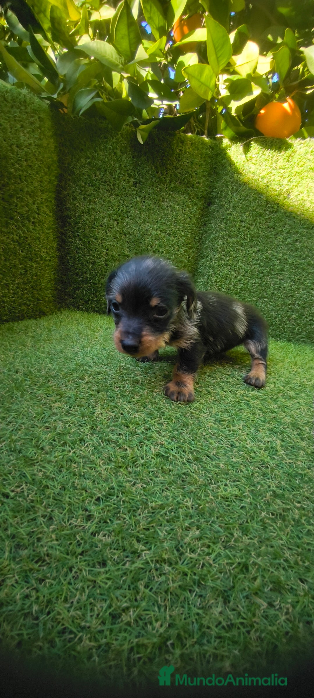 Teckel Miniatura perros en venta: camada teckel miniatura  - Anuncio 19