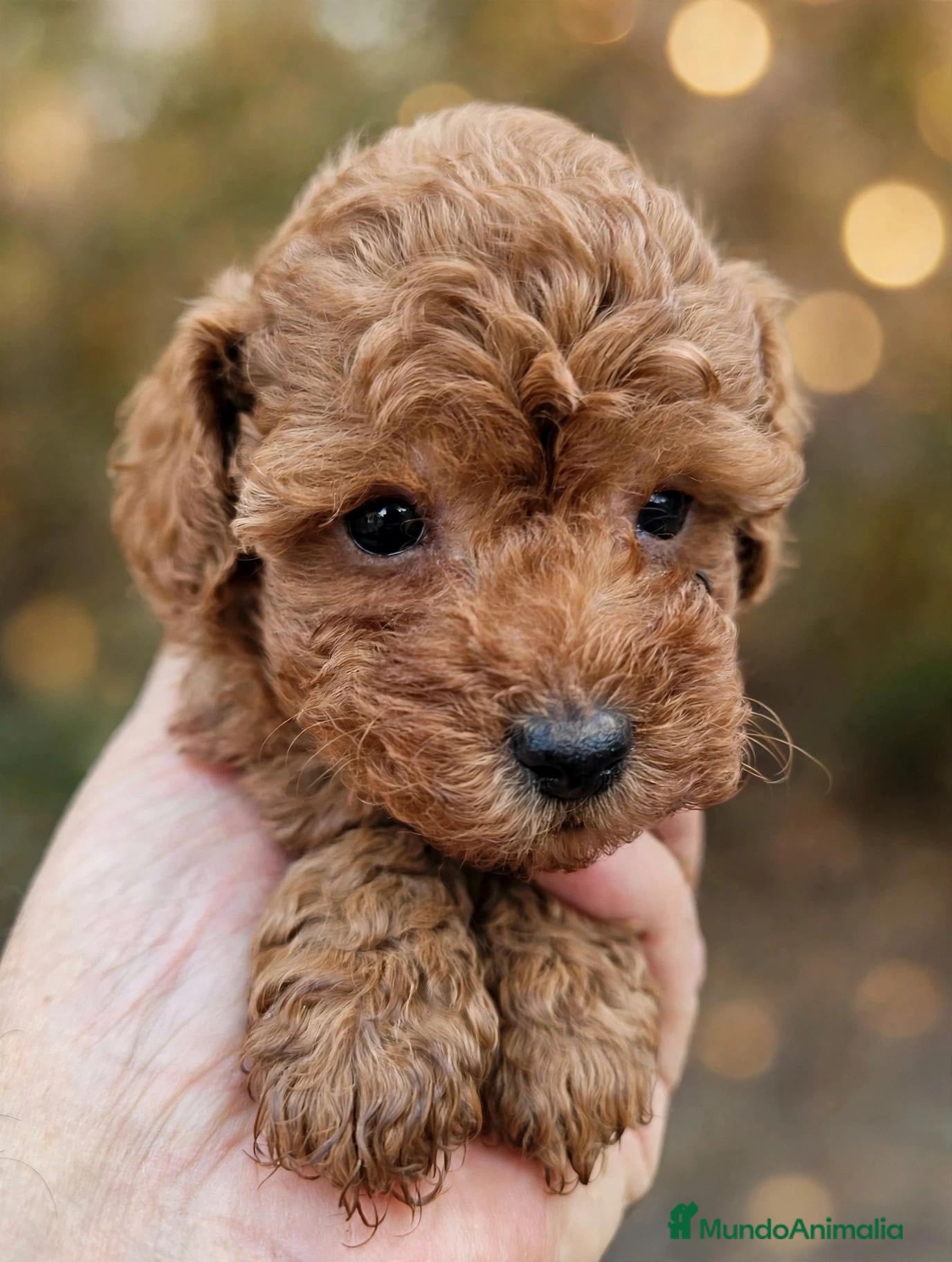 Caniche Toy perros Cachorro caniche - Anuncio 6