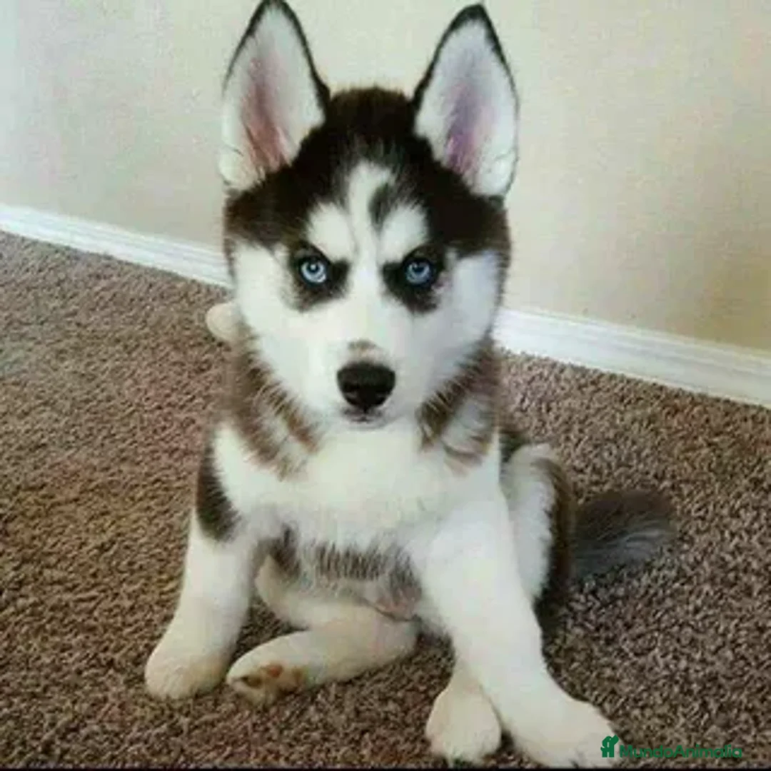 Husky Siberiano perros en venta: husky siberiano  - Anuncio 1