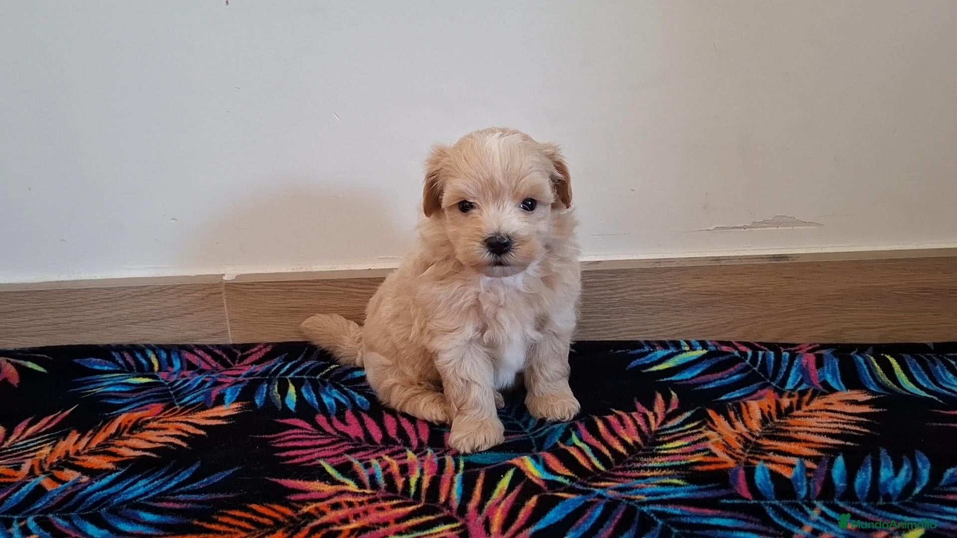 Maltipoo perros Cachorritos de Maltipoo  - Anuncio 1