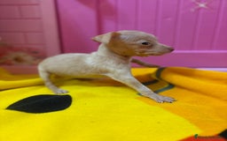 Ratón de Praga perros en venta: Ratón de Praga  - Imagen 8