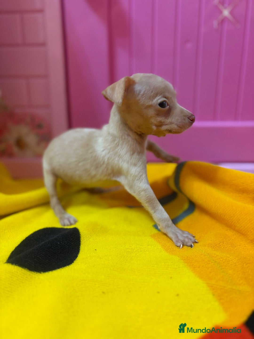 Ratón de Praga perros en venta: Ratón de Praga  - Imagen 8