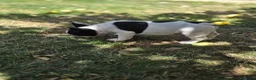 Bulldog Francés perros en venta: Bulldog frances - Anuncio 4