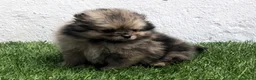 Pomerania perros en venta: Pomerania - Anuncio 20