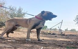 Pastor de Asia Central perros en venta: Kangal turco de un año - Imagen 2