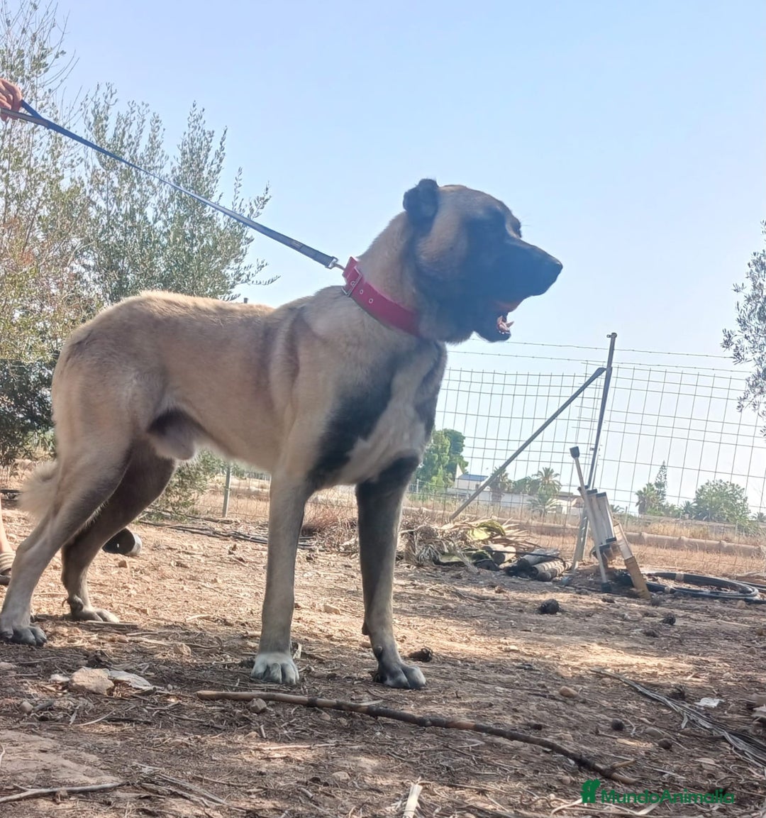 Pastor de Asia Central perros en venta: Kangal turco de un año - Imagen 2